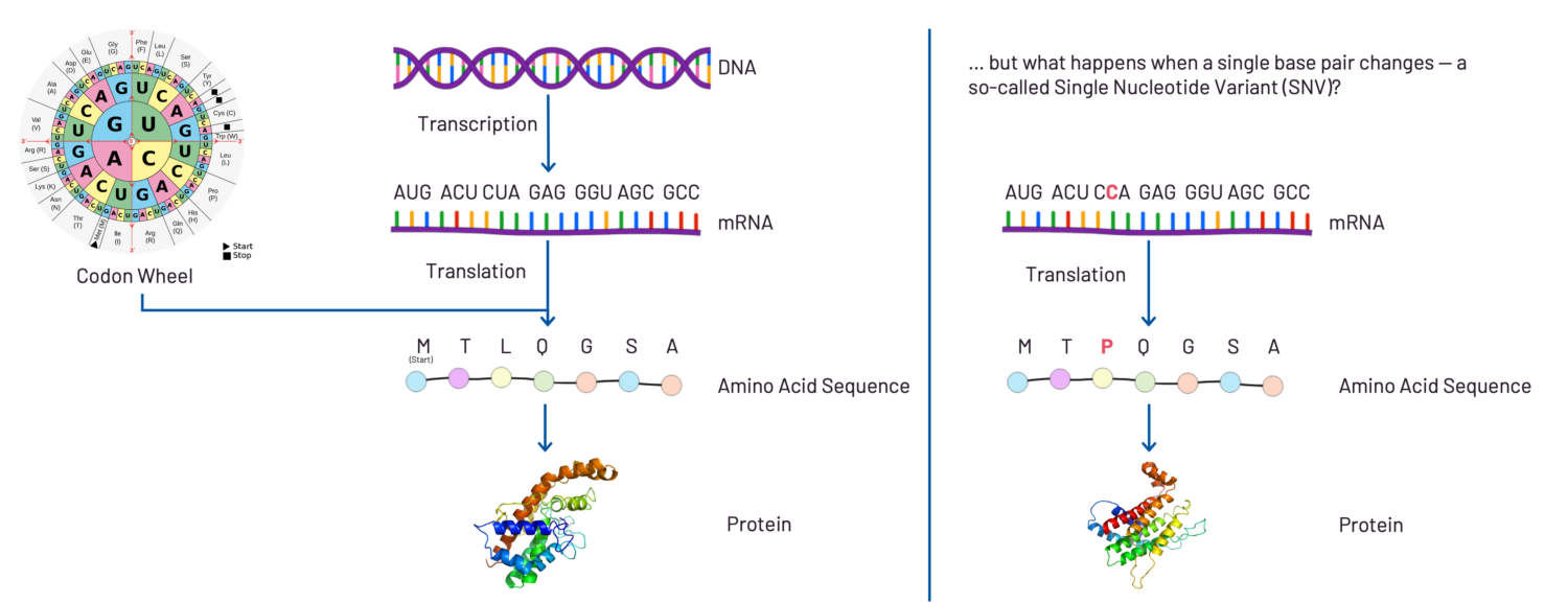 Missense‑Varianten erklärt anhand der Proteinbiosynthese: Rechts ist eine Single Nucleotide Variant dargestellt, die zu einer Missense‑Variante führt. Weitere Variantentypen sind Nonsense‑, Synonyme- und Loss‑of‑Function‑Varianten.